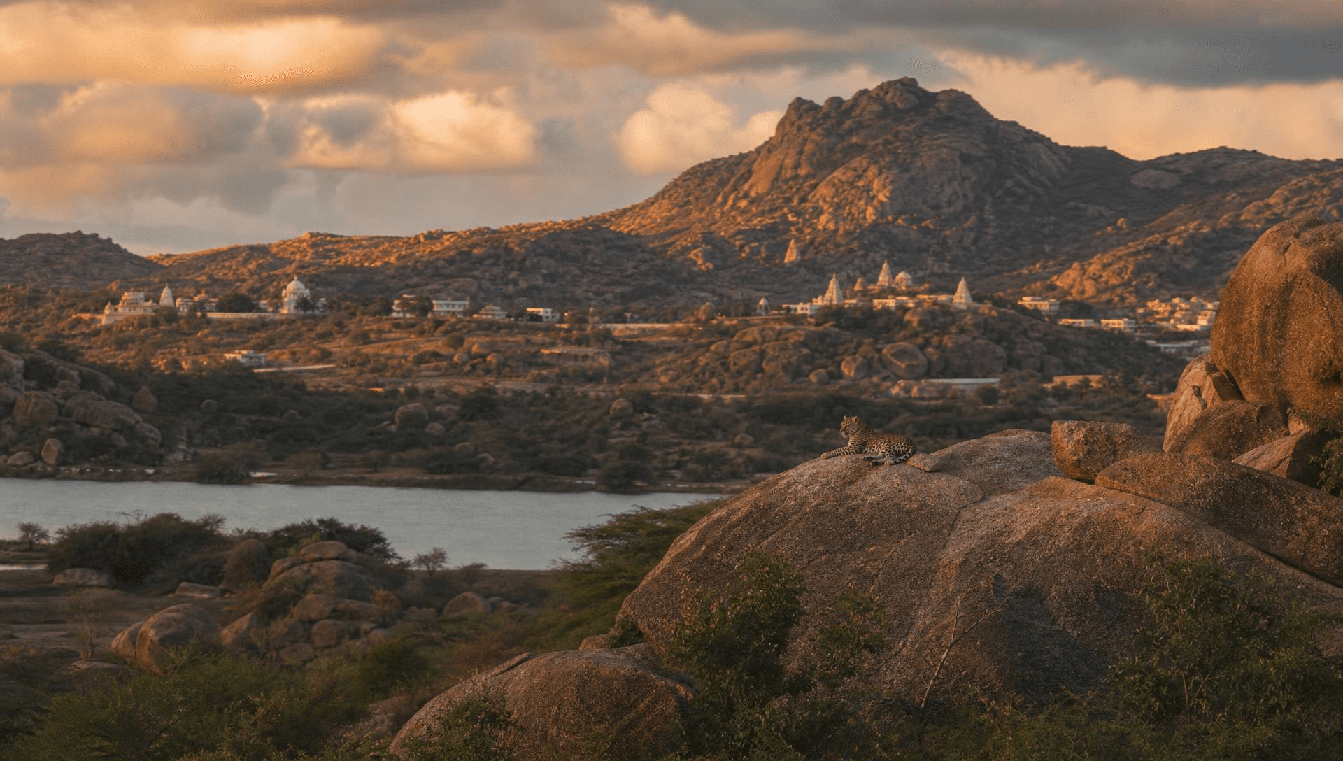 Wild leopard resting on granite hills at Jawai Bandh, Rajasthan, India